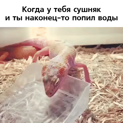 13.gif