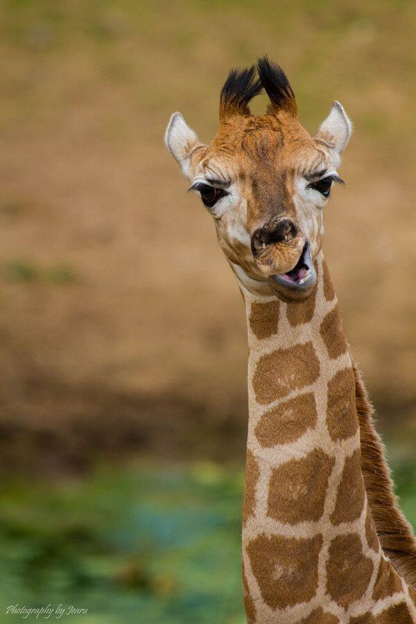 mark allen giraffe.jpg
