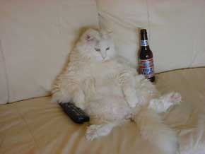 059-lazy-cat.jpg