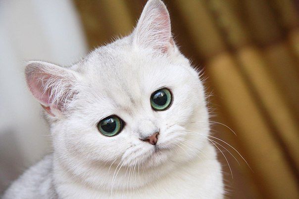 кот.jpeg