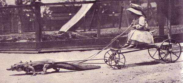 croco riksha.jpg