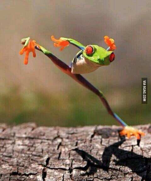 kung-fu frog.jpg