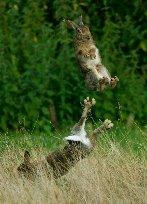 bunny chuck norris.jpg