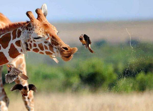 giraffe sneeze.jpg