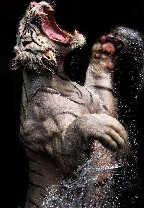beautuful tiger.jpg