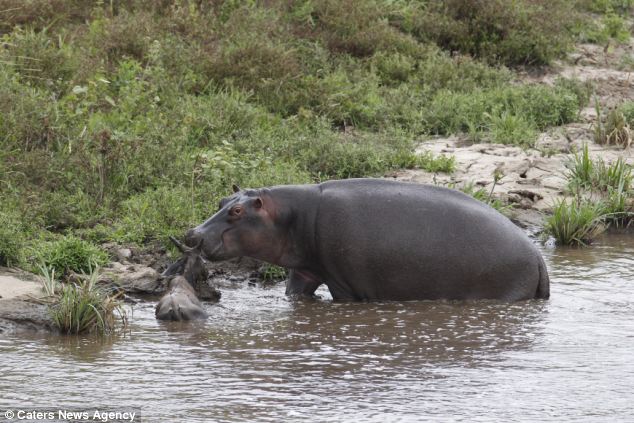 gnu8.jpg