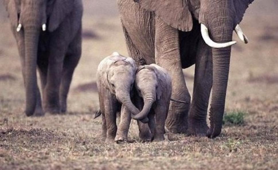 elephant baby.jpg