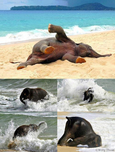 elephant baby 2.jpg