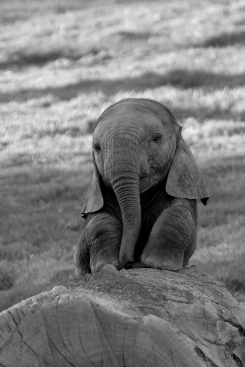 elephant baby 3.jpg