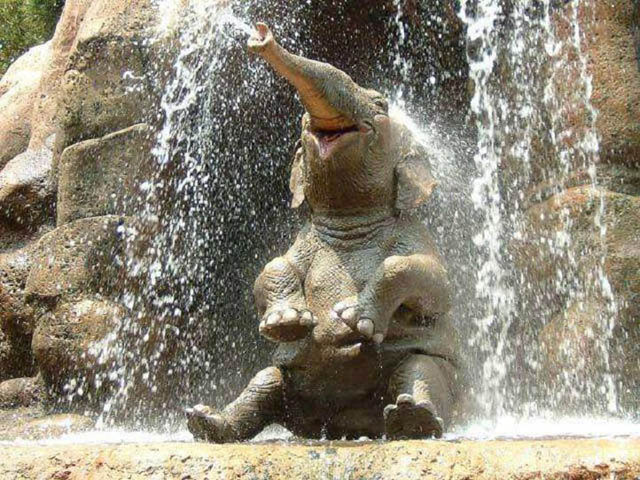 elephant baby 4.jpg