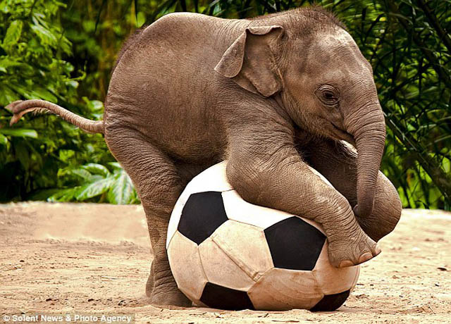 elephant baby 5.jpg