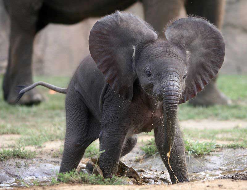 elephant baby 6.jpg