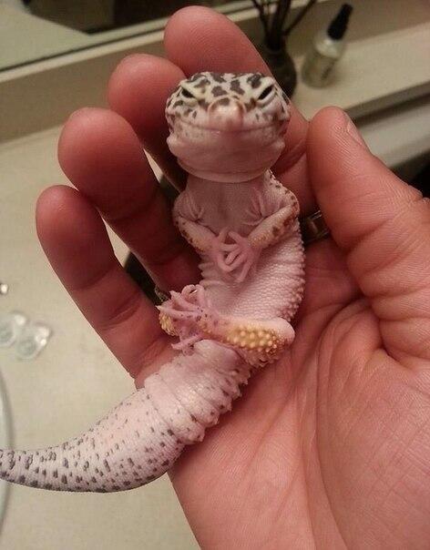crafty lizard.jpg