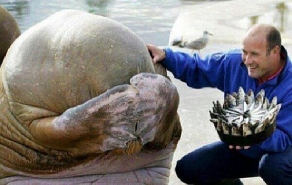 walrus cake.jpg