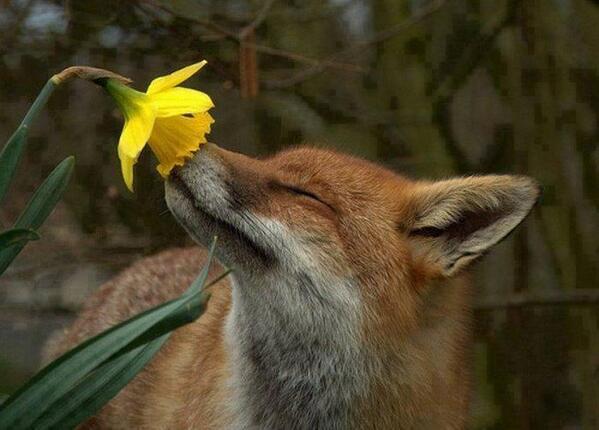 fox flower.jpg