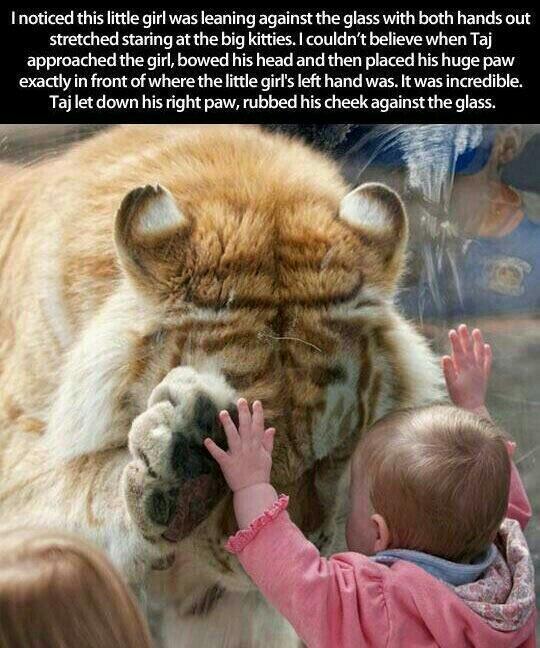 tiger&baby.jpg