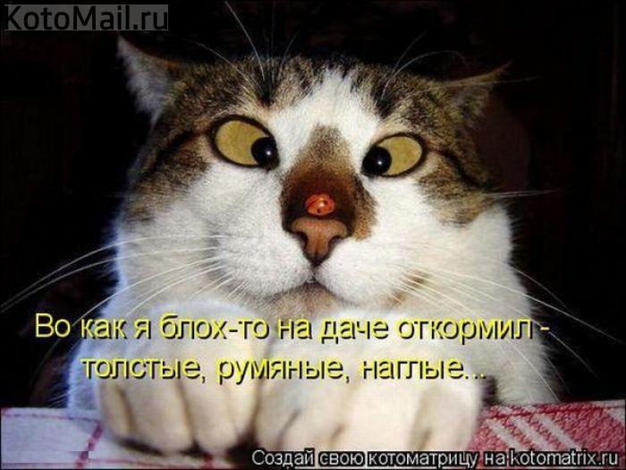 Блоха.jpg