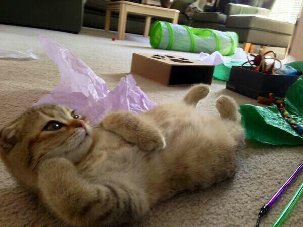 titanic cat.jpg