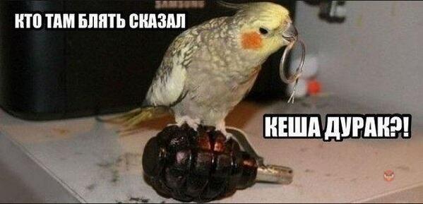 kesha durak.jpg