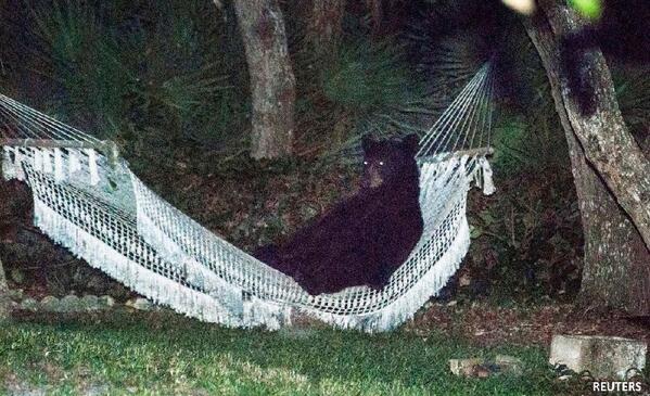 bear in hammock.jpg