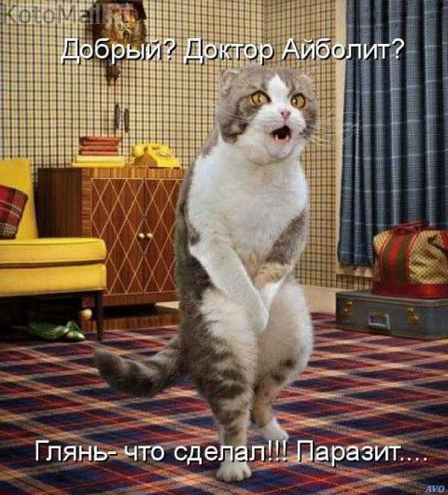 Айболит.jpeg