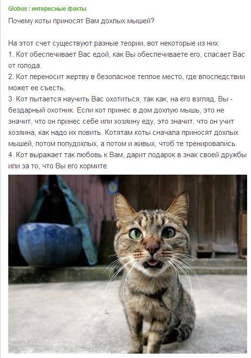кот.jpg