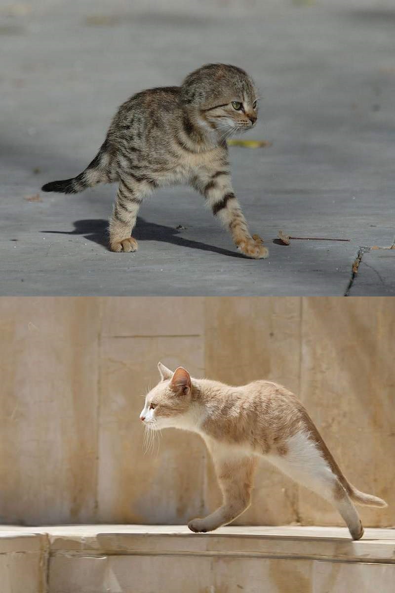 kotoraptor.jpg