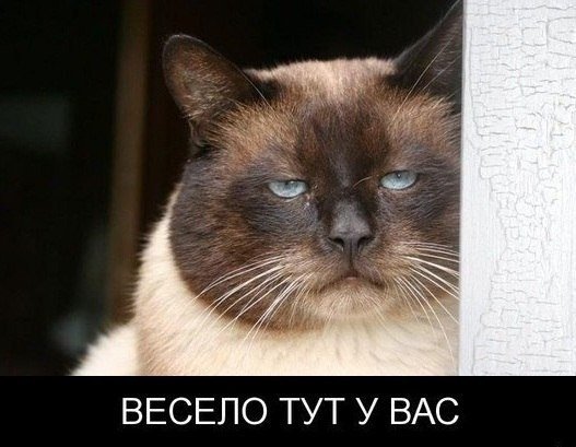 B0_FjYAJCVY.jpg