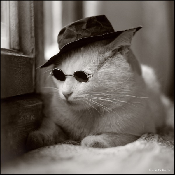 catbaz.jpg