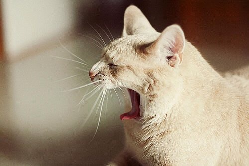 cat5.jpg