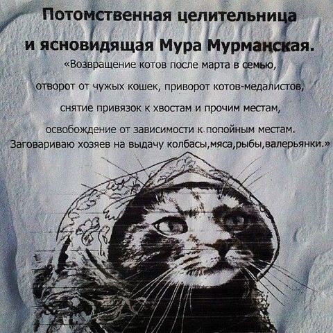 kotik7.jpg