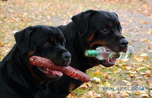 dog1.jpg