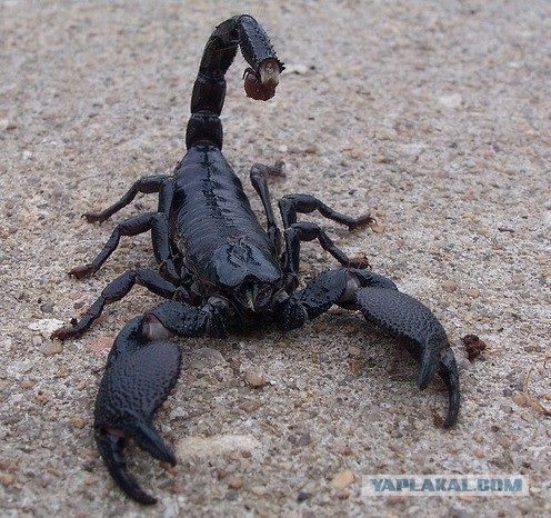 scorpion1.jpg
