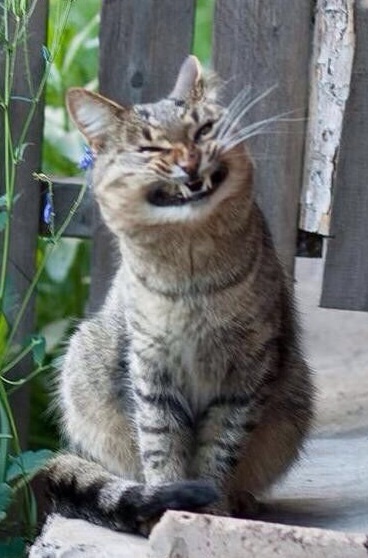 kotik6.jpg