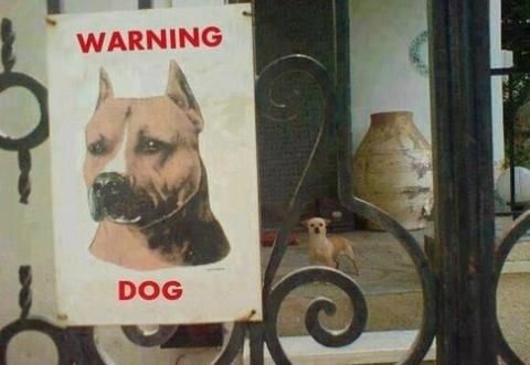 dog3.jpg