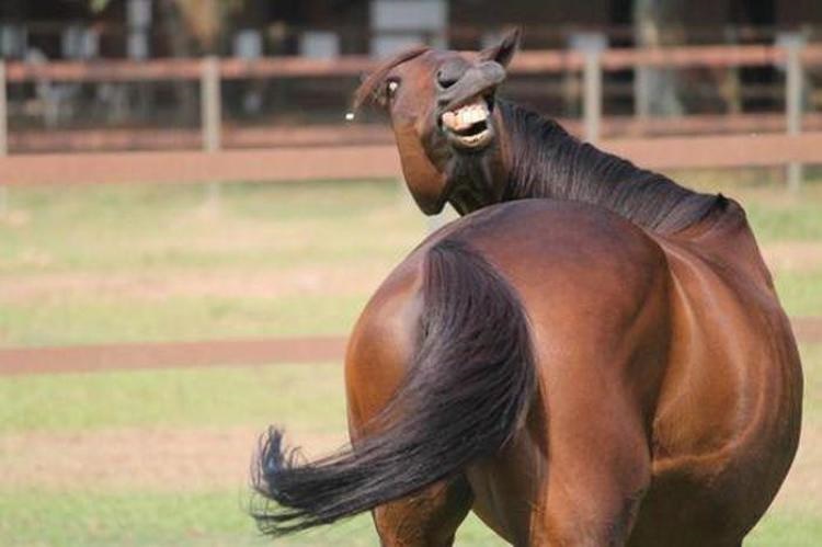 horse.jpg