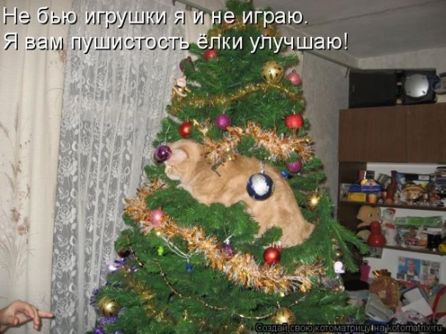 kat14.jpg