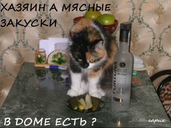 kot5.jpg