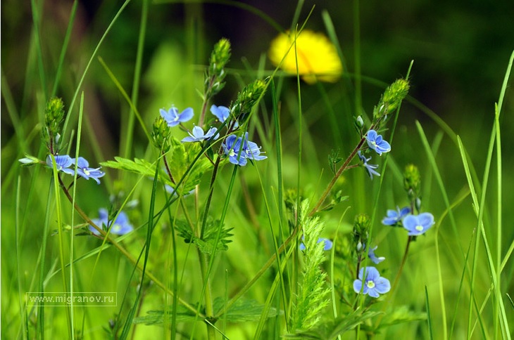 flover3.jpg