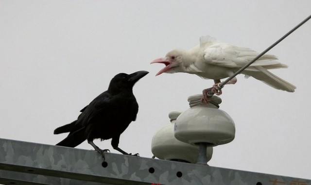 blackiwhite1.jpg