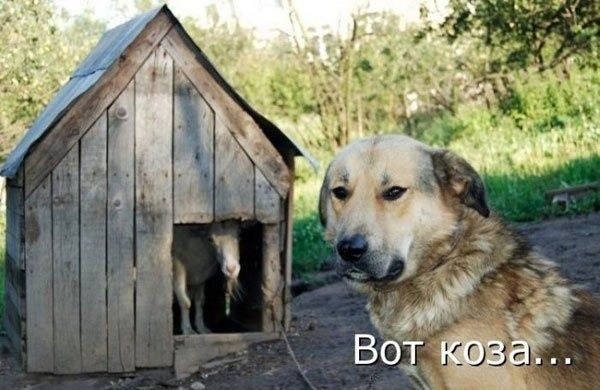 koza.jpg