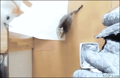 tumblr_mj2x8jBEtV1qlrxcho1_400_yapfiles.ru[1].gif
