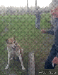 tumblr_mdgf89cNzs1r8cvzdo1_250_yapfiles.ru[1].gif