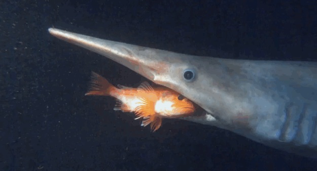 akula.jpg