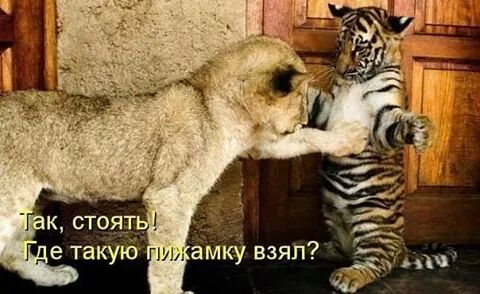 IMG_15347355904141.jpeg
