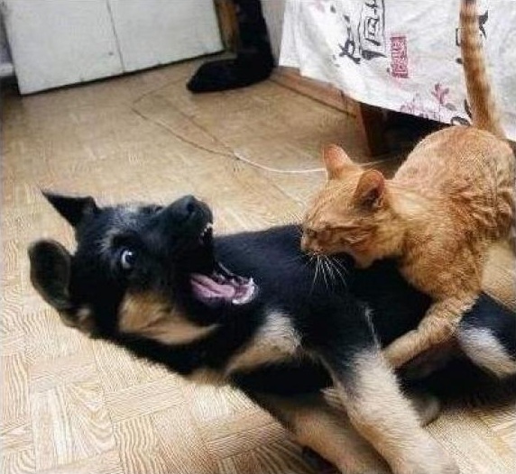 dog5.jpg