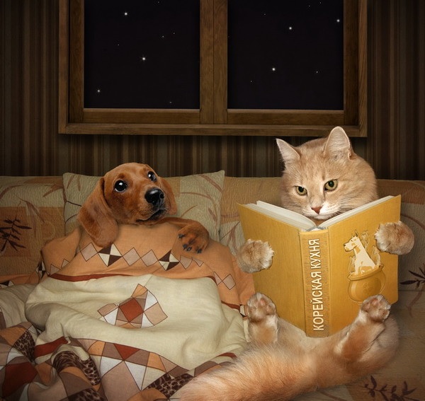 dog6.jpg