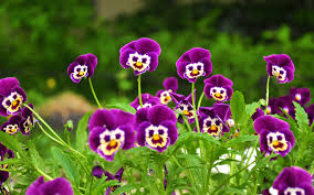 flowers.jpg