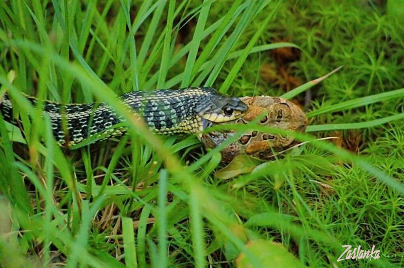 1250743172_snake_on_breakfirst_6.jpg