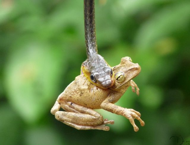 photos_you_dont_see_every_day_from_animal_kingdom_640_16.jpg